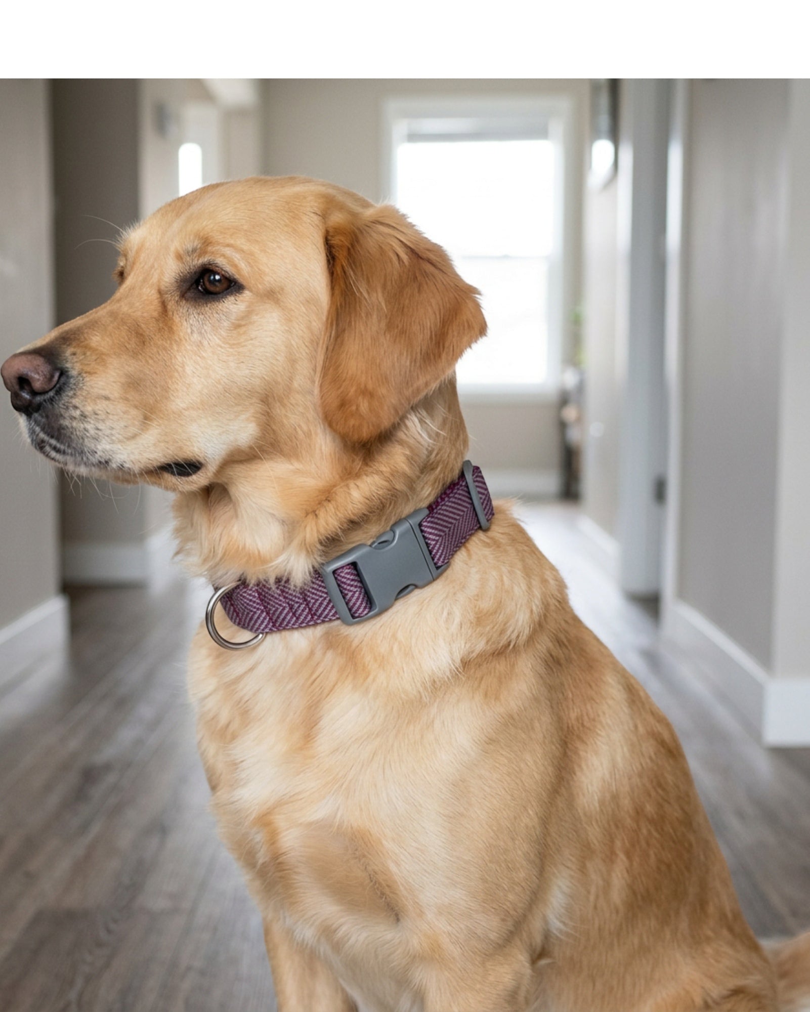Novene Herringbone Webbing Pet Collar 2 cm Neck 30-46 cm Plum and Gray - Lifestyle view