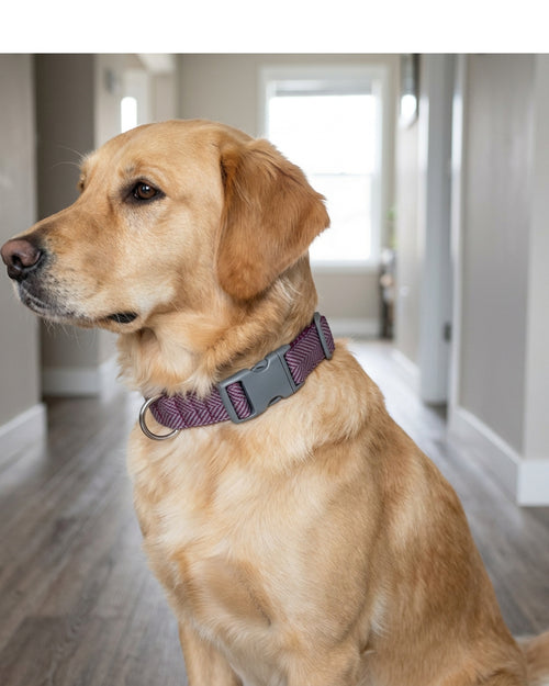 Novene Herringbone Webbing Pet Collar 2 cm Neck 30-46 cm Plum and Gray - Lifestyle view