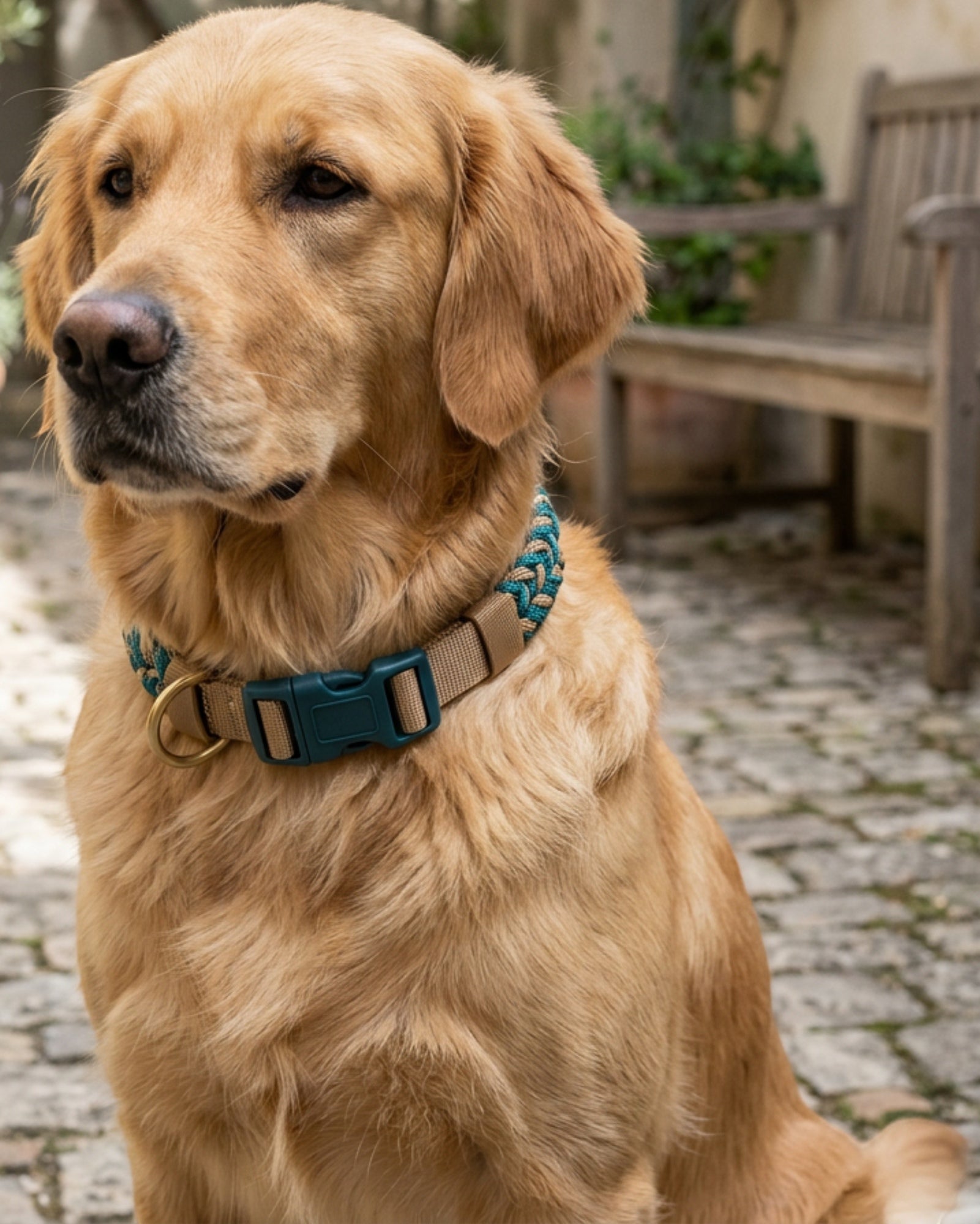 Novene Braided Rope Dog Collar 1.2 cm Neck 38-54 cm Teal and Tan - Lifestyle view
